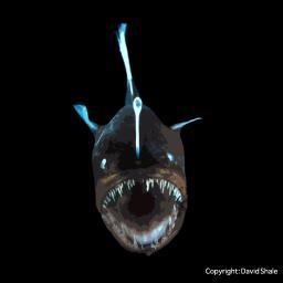 The World Register of Deep-Sea Species | Web: http://t.co/Oug7UkkPJX I iOS App https://t.co/WNyQKVzXnP