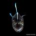 Deep-Sea Species (@deepseaspp) Twitter profile photo