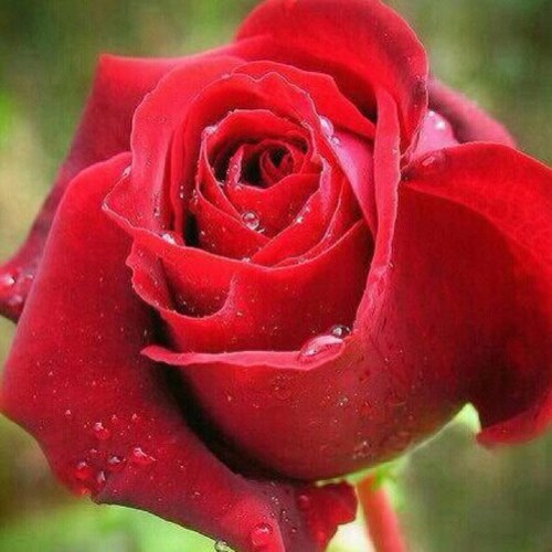 I don't like ugly things or people ..حياتي جدا رايقه فقط تحتاجك