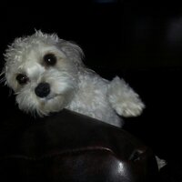Eamonn (@eamonndn) 's Twitter Profile