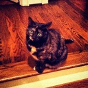 Oreo the Cat (@0re0thecat) Twitter
