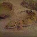 James Larner - @smallAndFurry - Twitter