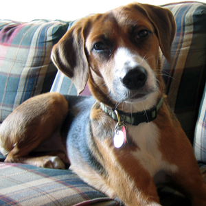 BaileyFoxhound's profile picture. I'm a dog.  Seriously.