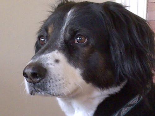 RSAmerican's profile picture. 