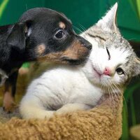 Animals (@behindanimals) 's Twitter Profile Photo