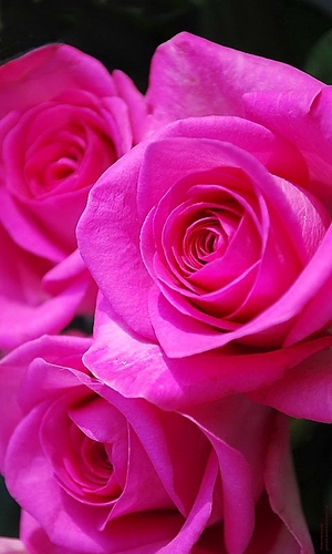 shandralynn6392's profile picture. Hey I am a single mom with a 20 year old son. I have a precious domestic 13 year old Persian cat.