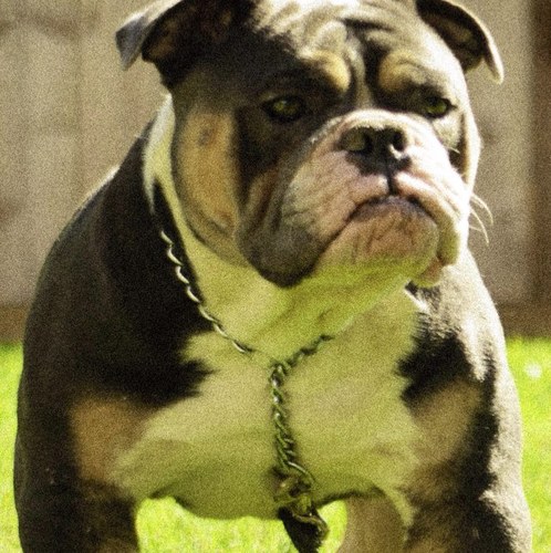 We are a Premier breeder of Olde English Bulldogges. We follow breed standards & quality. We cater to highend clients discreetly. Also provide direct delivery.
