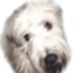 pawstarcollars's profile picture. Our stylish collars are Made in the USA! Our company is run by two crazy soft coated wheaten terriers!