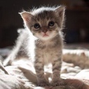 さりい - @sally_no_heya - Twitter