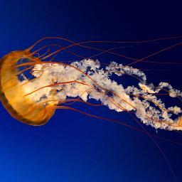 NellieWebster's profile picture. Just a regular girl with dental problems