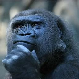 Give Me Banana. I Give You Quote.