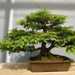 Buy Bonsai tree is my website. I like people who shares my interest. Please share your favorite moments with your hobby.