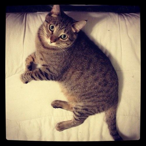 Lover of cats ^•^, retweeting nonsense and writing.