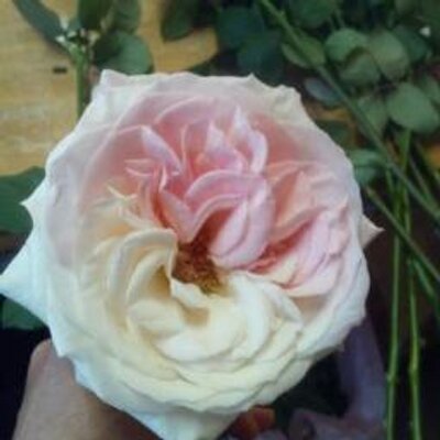 花あざみ安城店 Minibuuke Twitter 花あざみ安城店 Minibuuke Twitter