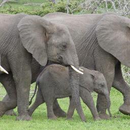 Vrienden vd Olifant