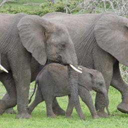 Vrienden van de Olifant zet zich in voor de bescherming van olifanten. Met financiële steun aan concrete projecten en voorlichting steunen we de olifant.