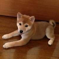 Mark（Drums/Percussion) (@newbreedmark) 's Twitter Profile