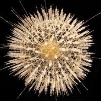 NHM Micropalaeo(@NHM_Micropalaeo) 's Twitter Profile Photo