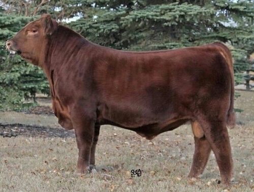 Cowhand at Dundurn Grazing Assosiation, custom grazer, and sheep producer.