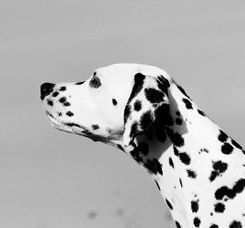 HarrisonClarkPI's profile picture. Harrison Clark Rickerby's team of specialist personal injury lawyers.