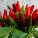 sara strano - @SaraSapi46 - Twitter