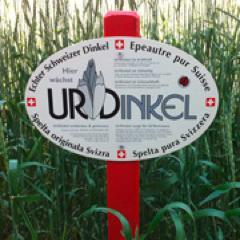 urdinkel's profile picture. UrDinkel - das wertvollste Getreide. UrDinkel ist eine Spezialität der Schweizerischen Interessengemeinschaft (IG) Dinkel.