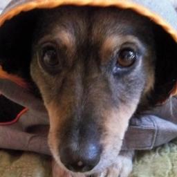 bullyinmyhouse's profile picture. I'm the size of a terrier with the attitude of a grizzly. 
http://t.co/AHu3ikbx