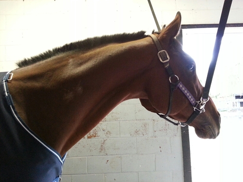 look at my horse... my horse is amazing!