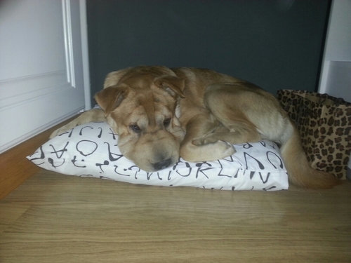 JbgpJos's profile picture. 