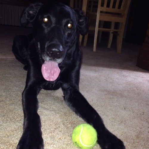 Just a dog who loves the Gophers.