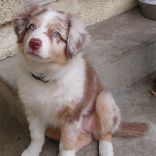 Cutest Dog Contest Winner