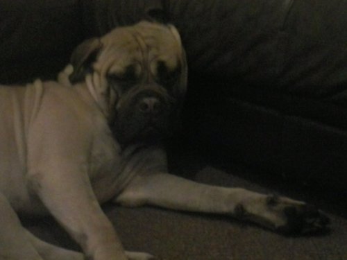 I've jsut turned 2 on the 2nd of December. I'm the cutest breed of dog ever; bullmastiff and I lovvveee my sister/owner @Beth_Champagne lol xxxx