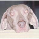 Avi Raz - @avulik - Twitter