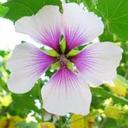 Fabiola Estrada Miranda - @smashingcats - Twitter