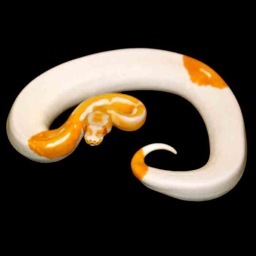 We specialize in high quality Ball Python morphs. All photos posted are owned/produced by us.