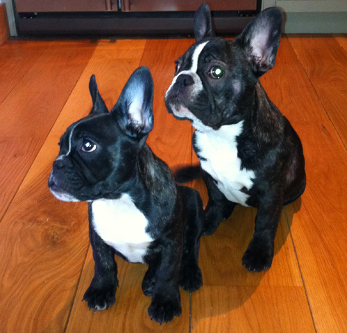 Twofrenchies's profile picture. I'm Charles, Male Model and Celebrity Dog. I live with my brother Senna in a barn with two humans. My opinions shared here are my personal ones.