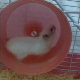 Iam_Seb's profile picture. 