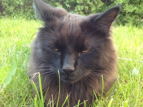 Personalen, upplärd av Ers Höghet