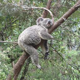powergirl1981's profile picture. 