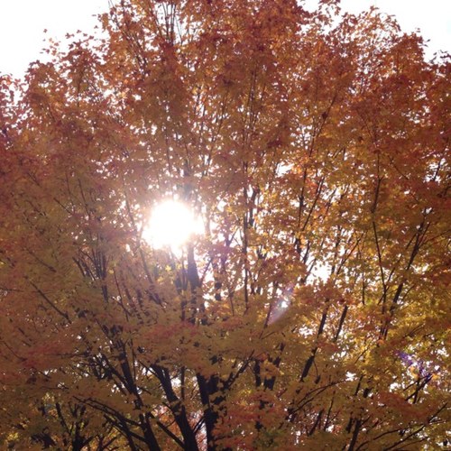 amyvanschie's profile picture. 