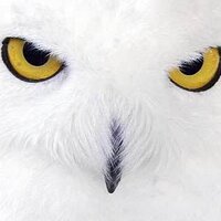 Lev Lechuck (@levlechuck) 's Twitter Profile