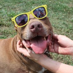 Lilly the Hero Pit Bull saved her owner from getting hit by a freight train. She has three legs now and is an amazing representative of pit bulls everywhere!