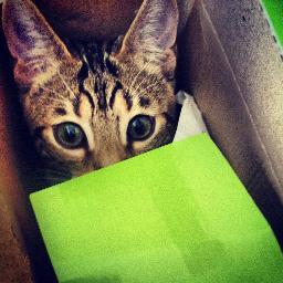 ProfPeenyweeny's profile picture. I'm not just a pretty face, I have humour and class. I love birds, I'd like to take 'em out in the back garden. Beat the shit out Big Fatty Cat. Love my family