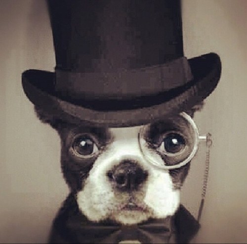 Animals In Bow Ties (@animalbowties) | Twitter - 500 x 494 jpeg 41kB