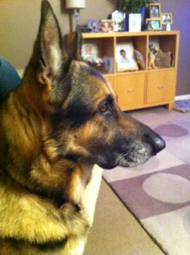 I love muse, coldplay, wine and my dog jasper the german shepherd! I work for o2 in social media and all views are my own!