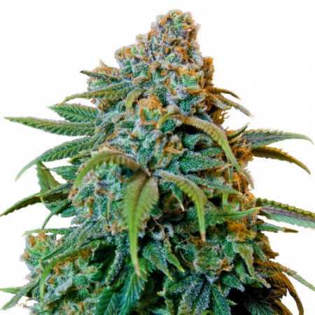 Cannijuana's profile picture. At Cannijuana we bring you the latest and greatest marijuana seeds to hit the market. Follow us to be eligible to win our FREE monthly seed giveaways!