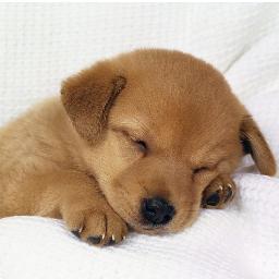 AverageHouseDog's profile picture. Tweet me a picture of your dog! BARK BARK