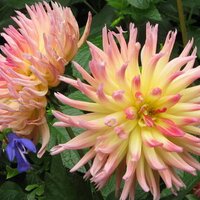 Judy Lowe gardening (@judydigginit) 's Twitter Profile