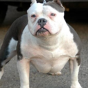 jonathan granillo - @BobGranillo - Twitter