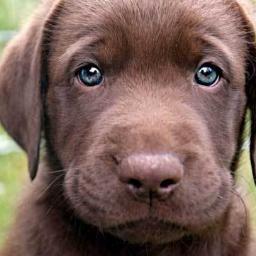 CutenessCrisis's profile picture. For when you need something to immediately cheer you up...Send your pictures to cutenesscrisis@yahoo.com. You're typical response will be Awwwwwwwwwww!